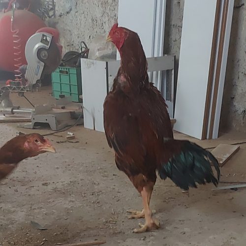 مرغ و خروس لاری