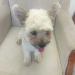 اصلاح موی سگ با جدیدترن مدلها با تخفیف ویژه حتی در محل