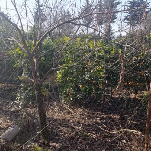 فروش فوری زمین داخل بافت