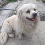 سگ نر(آشیل)2 ساله،تربیت شده و فوقالعاده مؤدب و آروم،سازش با هر نوع حیوون خونگی دیگه( گربه،جوجه،مینا،…تمام اقدامات پزشکی 3 ماه پیش به طور کامل انجام شده