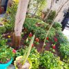 باغبانی و سمپاشی تهران و حومه بازدید رایگان