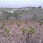 باغ انگور عالی در جاده قدیم