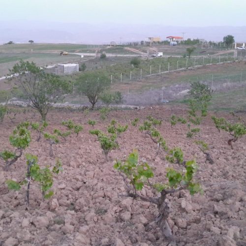 باغ انگور عالی در جاده قدیم