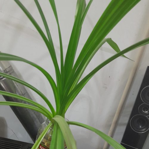 گل پاندانوس