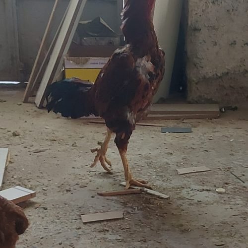 مرغ و خروس لاری