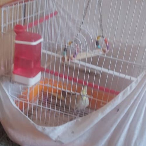 عروس هلندی ماده