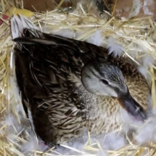 اردک پروازی ماده با جوجه