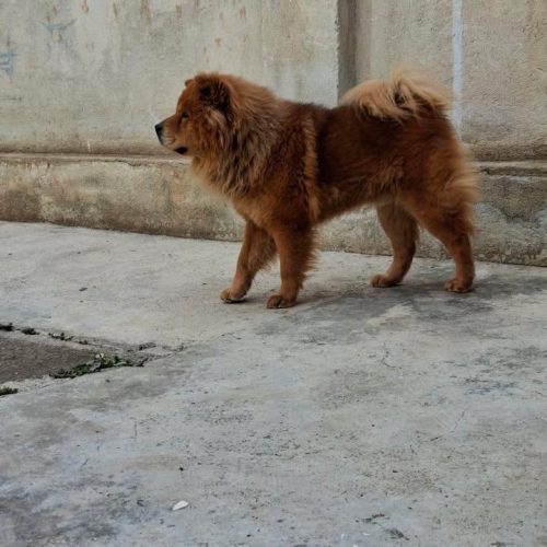 سگ نژاد چاو چاو