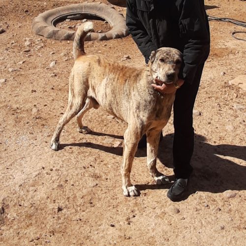 توله خراسانی 15 ماهه