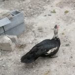 اردک نر خارجی