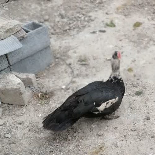 اردک نر خارجی