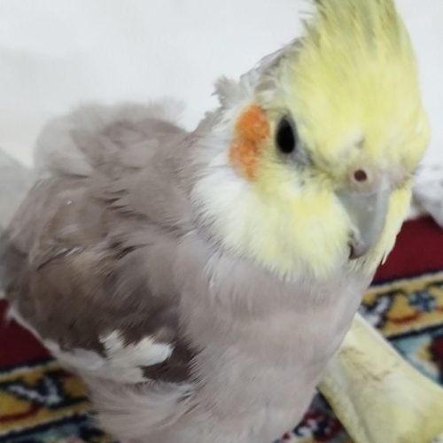 دو عدد عروس هلندی نر و ماده برای فروش فوری