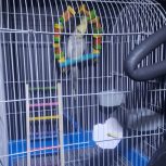 یه عدد عروس هلندی