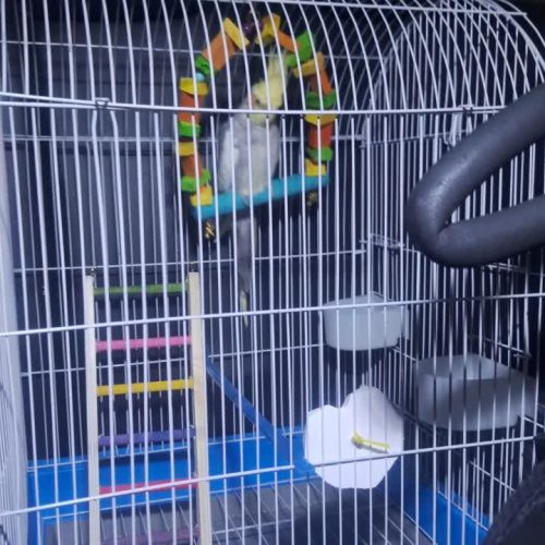 یه عدد عروس هلندی