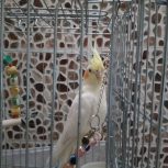 عروس هلندی لوتینو*