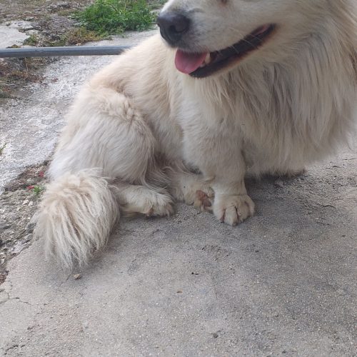 سگ نر(آشیل)2 ساله،تربیت شده و فوقالعاده مؤدب و آروم،سازش با هر نوع حیوون خونگی دیگه( گربه،جوجه،مینا،…تمام اقدامات پزشکی 3 ماه پیش به طور کامل انجام شده