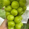 نهالستان و نهال های پیوندی و خوشه ای