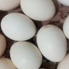 تخم مرغ محلی تازع