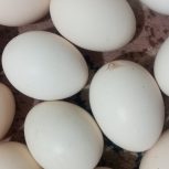 تخم مرغ محلی تازع