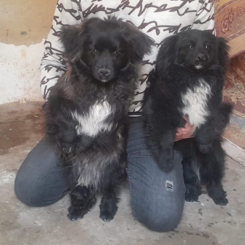 2عدد توله سگ پا کوتاه