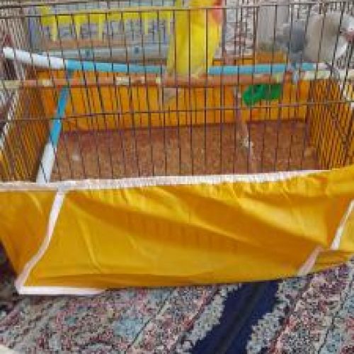 2 عدد پرنده نروماده زیریک سال