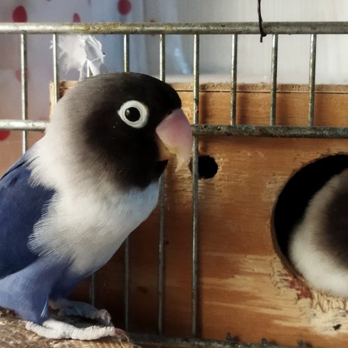 کوتوله پرورش خانگی