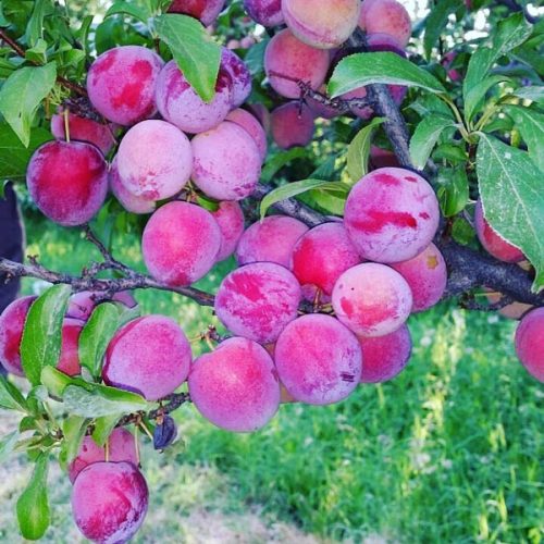 نهالستان و نهال های پیوندی و خوشه ای