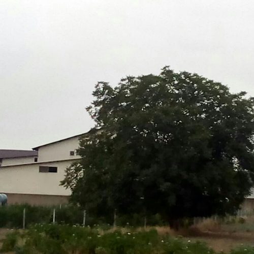 فروش زمین 1000متری تک برگ سند در بهشهر