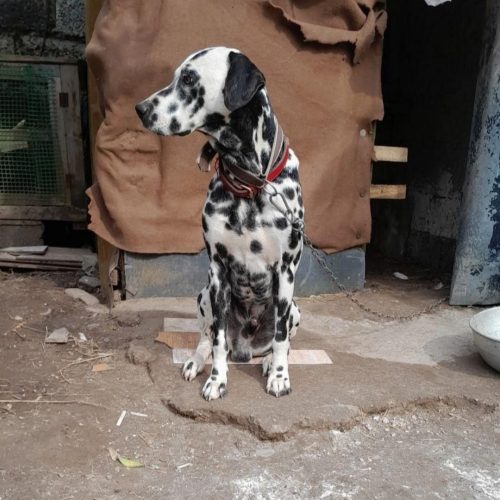 شاه توله دالمیشن نر