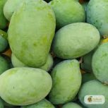 انبه تازه مخصوص ترشی