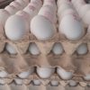 عرضه تخم مرغ عمده تیراژ نیسانی به سراسر ایرا
