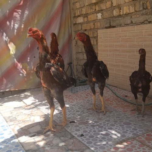 خروس لاری اصل