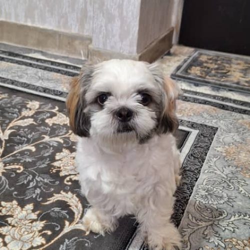 سگ نژاد شتیرتریر واکسن خورده شناسنامه‌دار