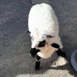 گوسفند با بره نر