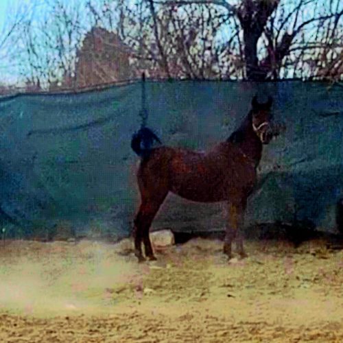 اسب مادیان ترکی