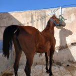 اسب مادیون ترکی