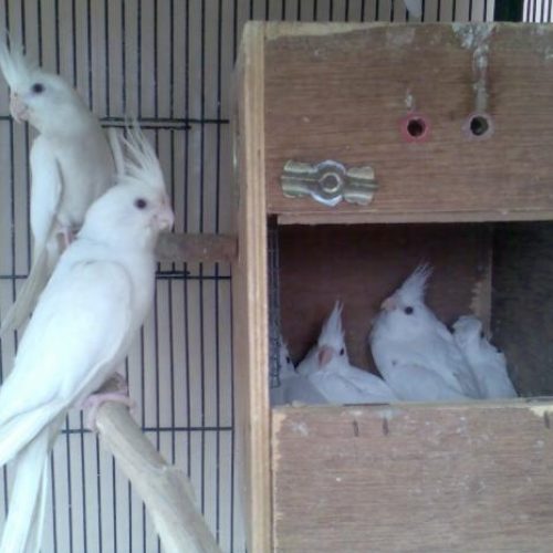 یک جفت عروس هلندی آلبینو تقویت شده چشم شرابی