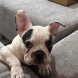 فرنچ بولداگ