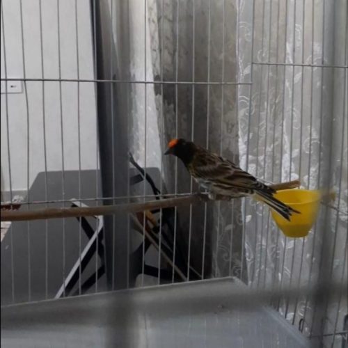 گلبسر نر وماده قناری