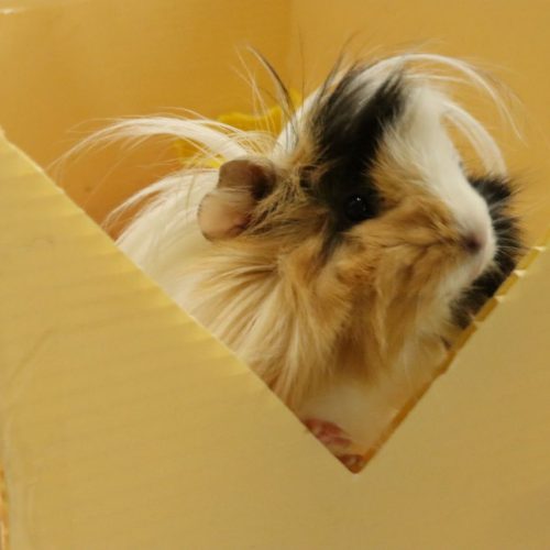 دو خوکچه هندی نر و ماده