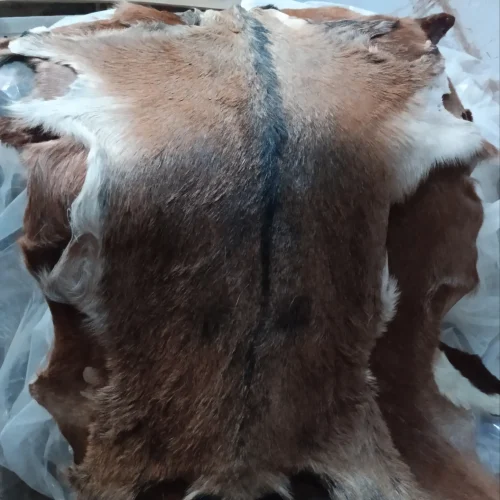 فروش پوست طبیعی بزی