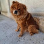 سگ نژاد چاو چاو