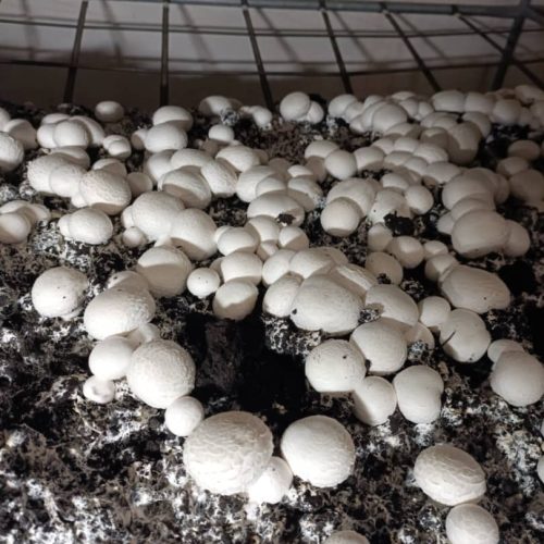 قارچ دکمه ای