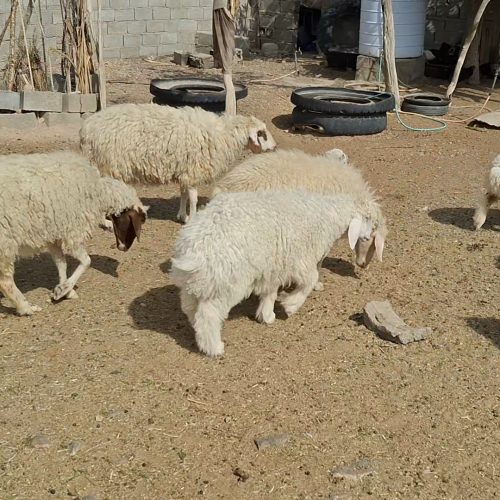 فروش تعدادی میس بره دار و بز 🐐