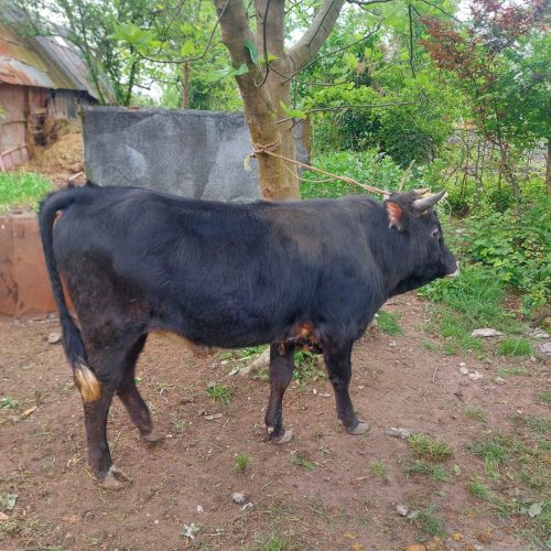 گاو نر جرسی