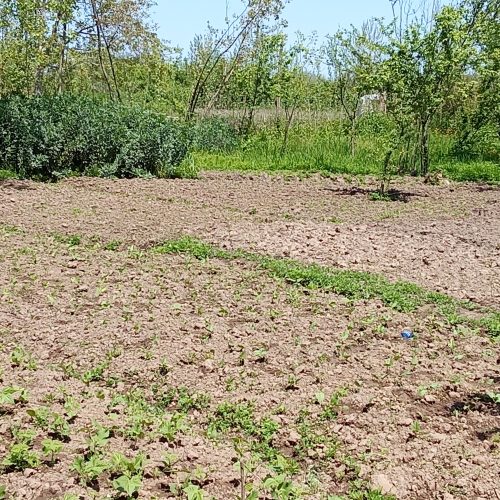 فروش زمین باغ