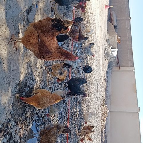 مرغ و خروس تخمگذار