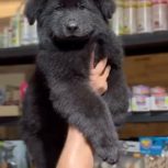 توله بلک ژرمن کینگ