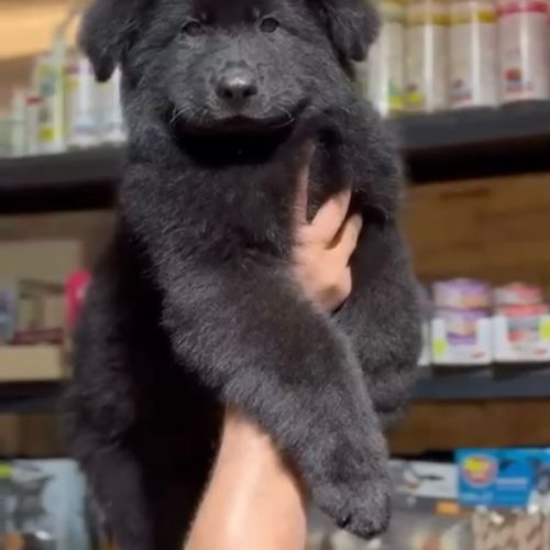 توله بلک ژرمن کینگ