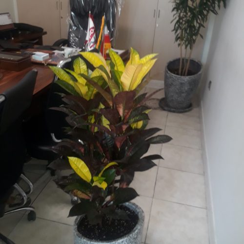 باغبانی و سمپاشی تهران و حومه بازدید رایگان